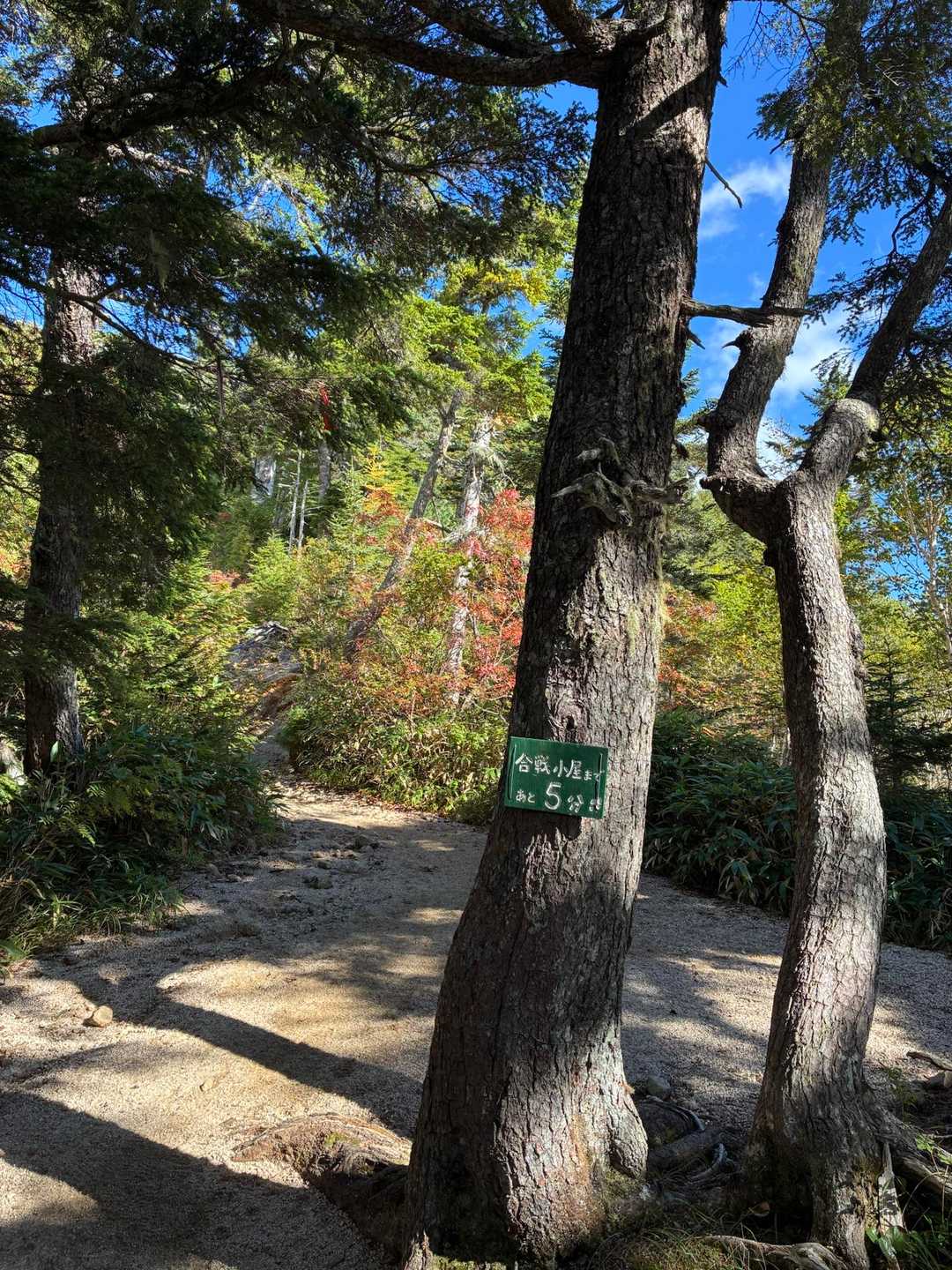 合戦尾根の樹林帯を登る登山道。木の根と岩が階段状に続く