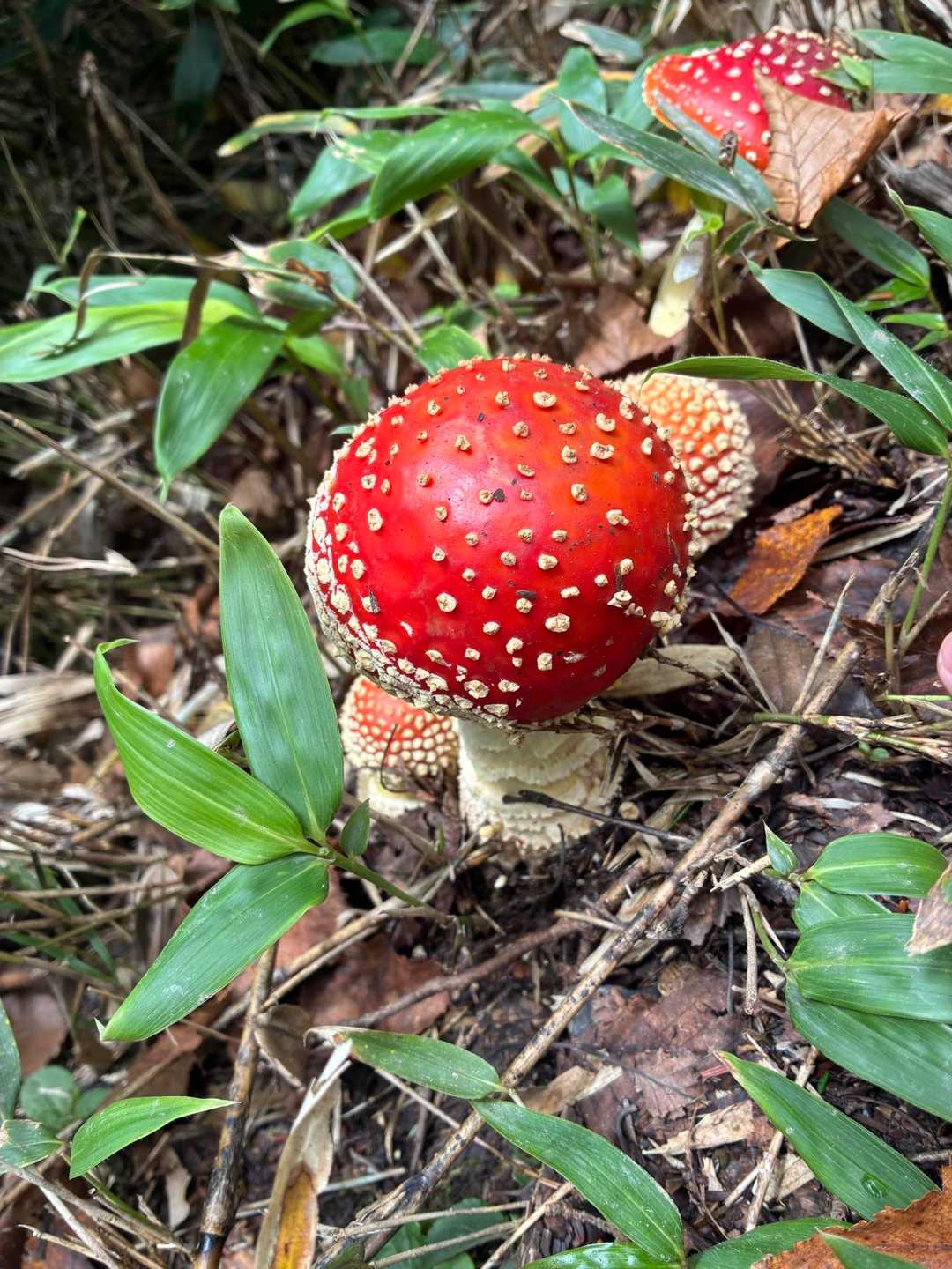 登山道脇の緑の中に生えた赤い傘に白い斑点のあるキノコ。ベニテングタケ